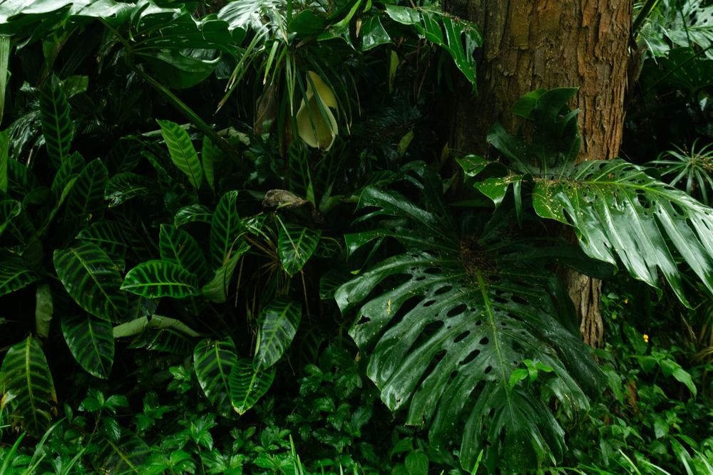 Healing After a Breakup or Divorce: Why a Solo Trip to Costa Rica Might Be Exactly Right